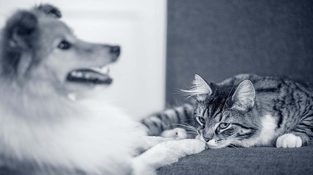 Un cane e un gatto sdraiati su un divano.