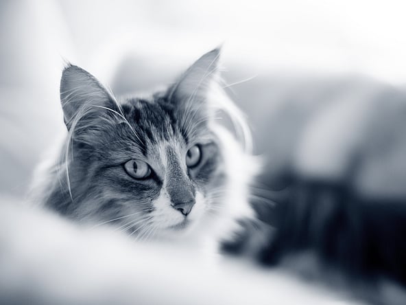 Un gatto che guarda la telecamera.