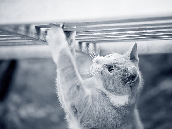 Un gatto che si arrampica su una panchina.