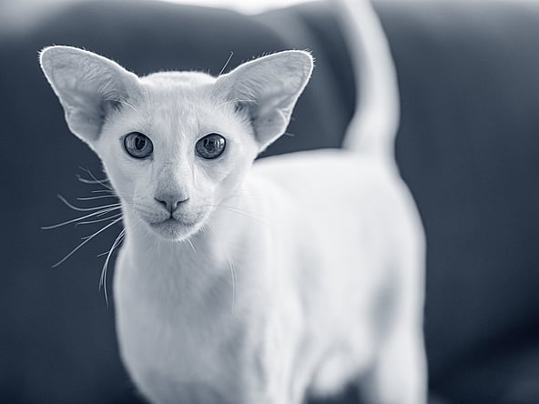 Un gatto bianco con grandi orecchie.