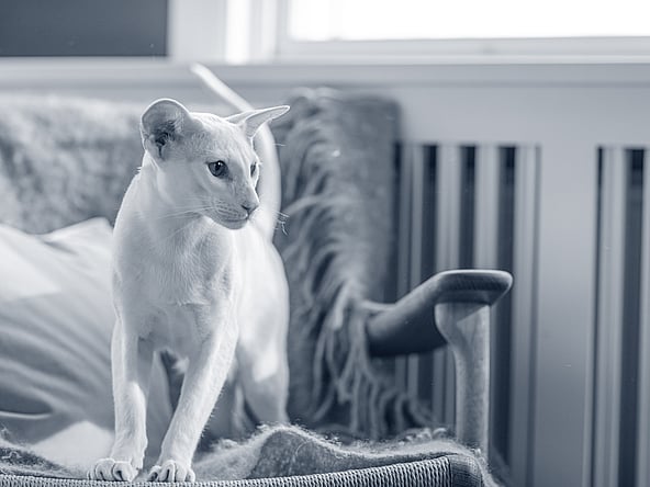 Un gatto in piedi su una sedia.