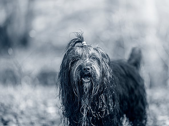 Un cane con il pelo bagnato.