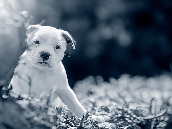 Un cane seduto per terra.