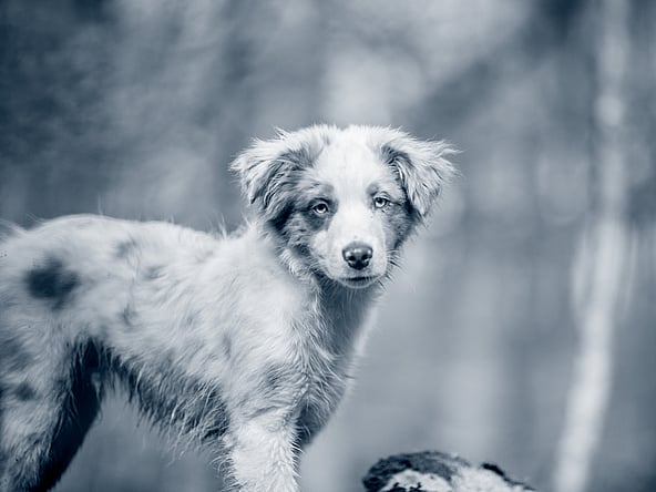 Un cane in piedi su un tronco.