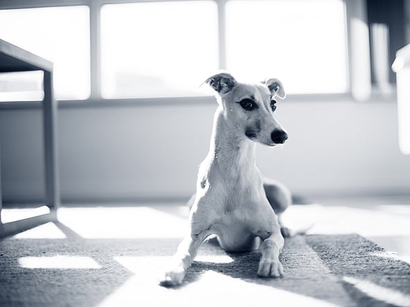 Un cane sdraiato sul pavimento.