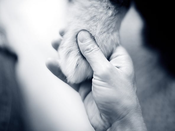 Una persona che tiene una zampa di un gatto.