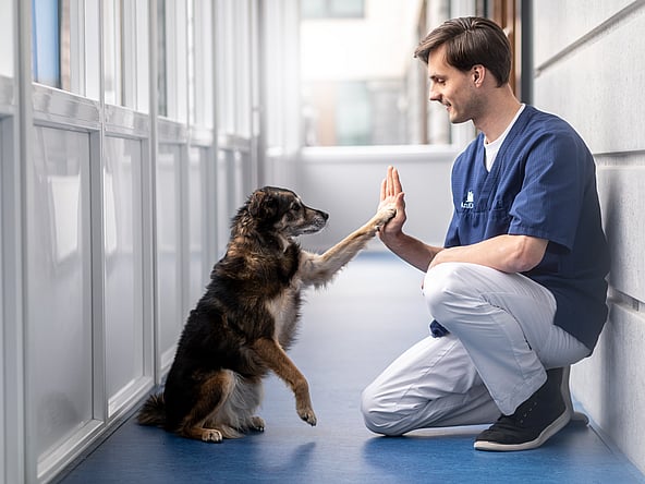 Una persona e un cane batti il cinque.