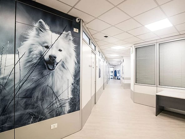 Un corridoio con l'immagine di un cane sul muro.