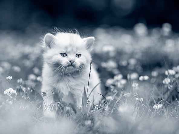 Un gattino in un campo di fiori.