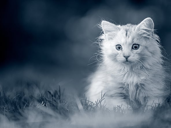 Un gatto seduto nell'erba.