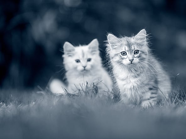 Due gatti nell'erba.