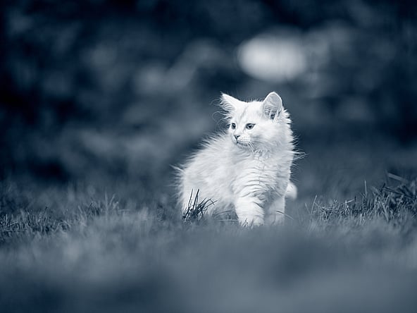 Un gatto bianco che corre nell'erba.