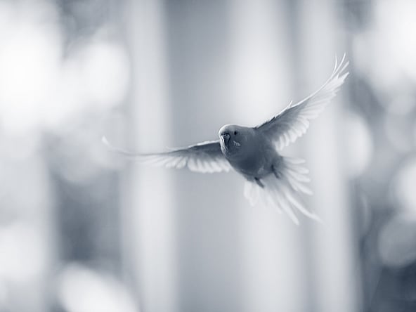 Un uccello che vola nell'aria.