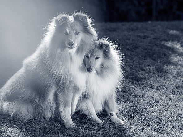 Due cani seduti sull'erba.