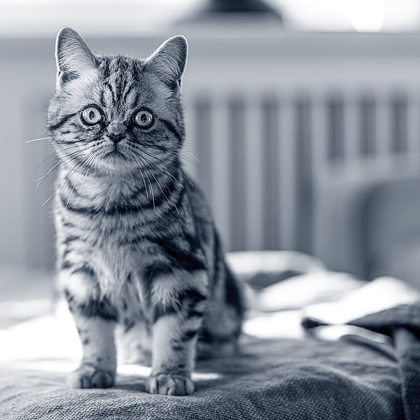 Un gatto seduto su un divano.