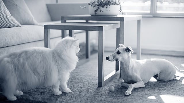 Un gatto e un cane su un tappeto.