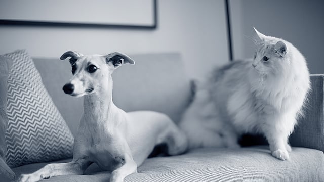 Un gatto e un cane su un divano.