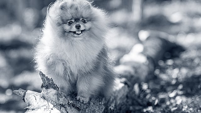 Un cane seduto su un tronco.
