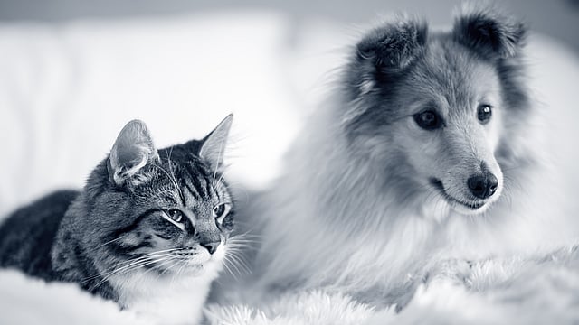 Un cane e un gatto sdraiati su una coperta.