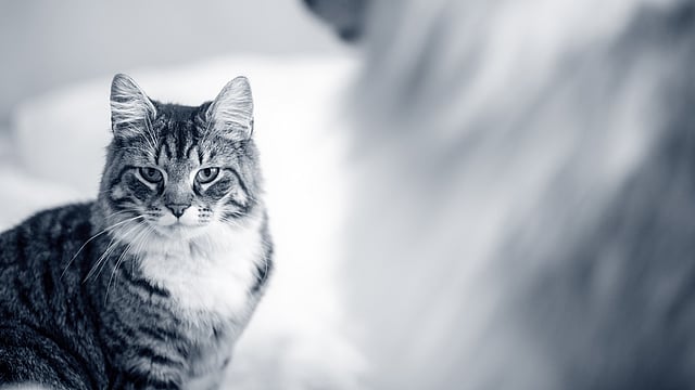 Un gatto che guarda la telecamera.