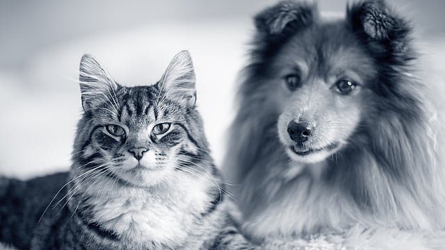 Un gatto e un cane sdraiati su una coperta.