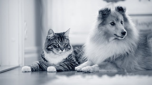 Un cane e un gatto sdraiati sul pavimento.
