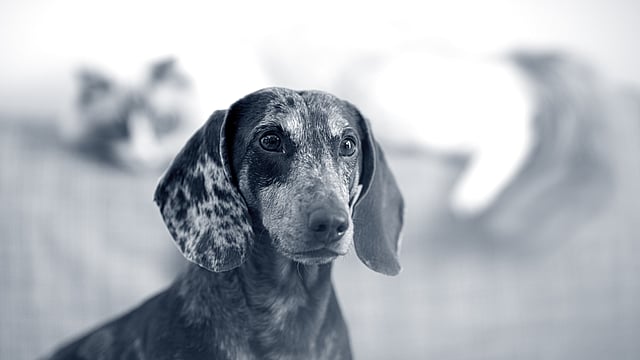 Un cane con uno sguardo macchiato.