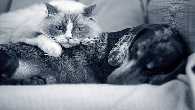 Un gatto sdraiato su un cane.