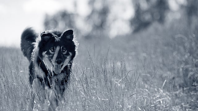Un cane che corre nell'erba alta.