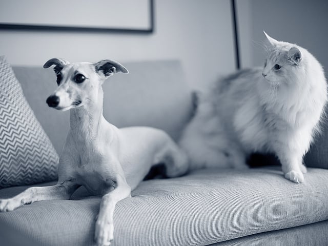 Un gatto e un cane su un divano.