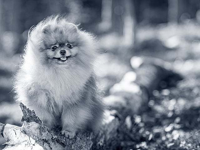 Un cane seduto su un tronco.