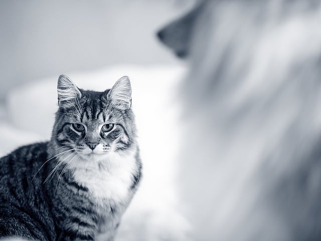 Un gatto che guarda la telecamera.