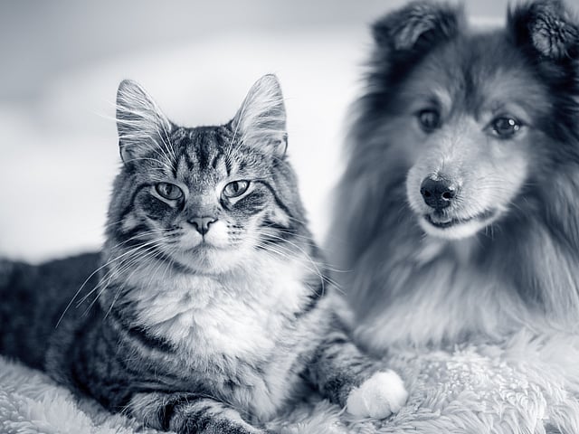 Un gatto e un cane sdraiati su una coperta.