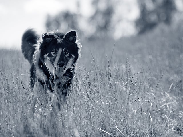 Un cane che corre nell'erba alta.