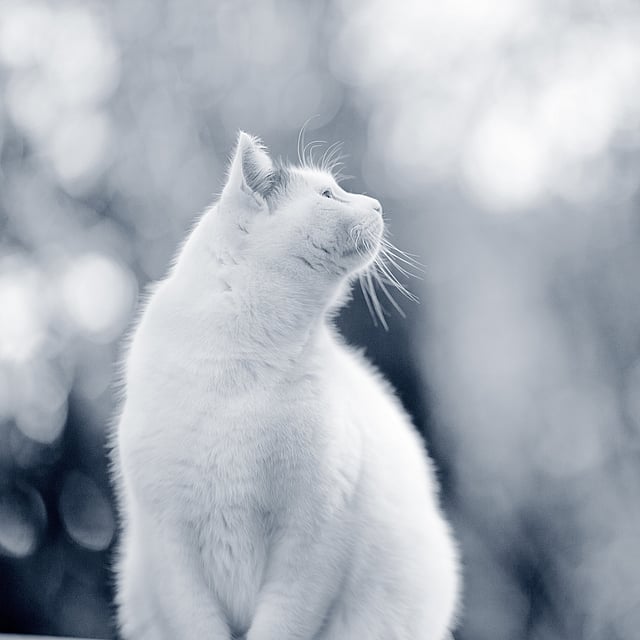 Un gatto bianco che guarda in alto.