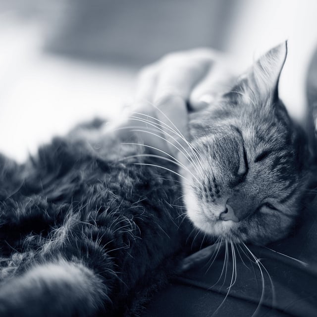 Un gatto sdraiato in grembo a una persona.