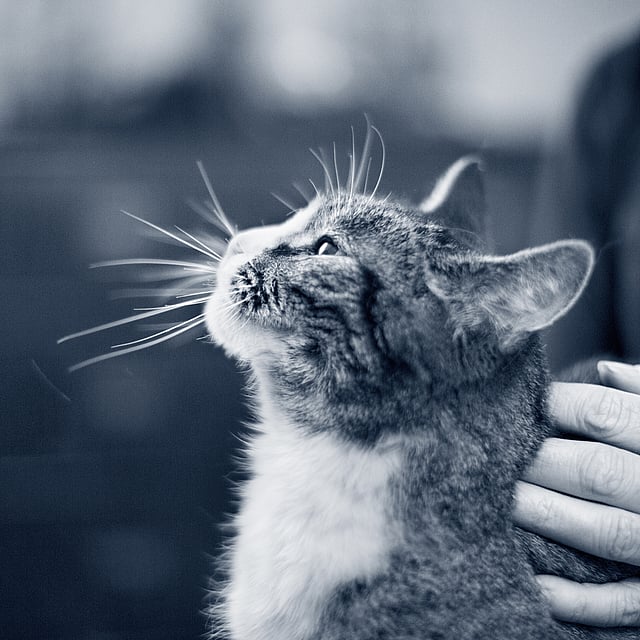 Un gatto che guarda il cielo.