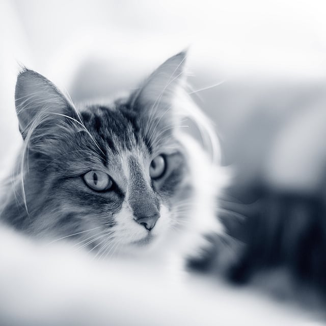 Un gatto che guarda la telecamera.