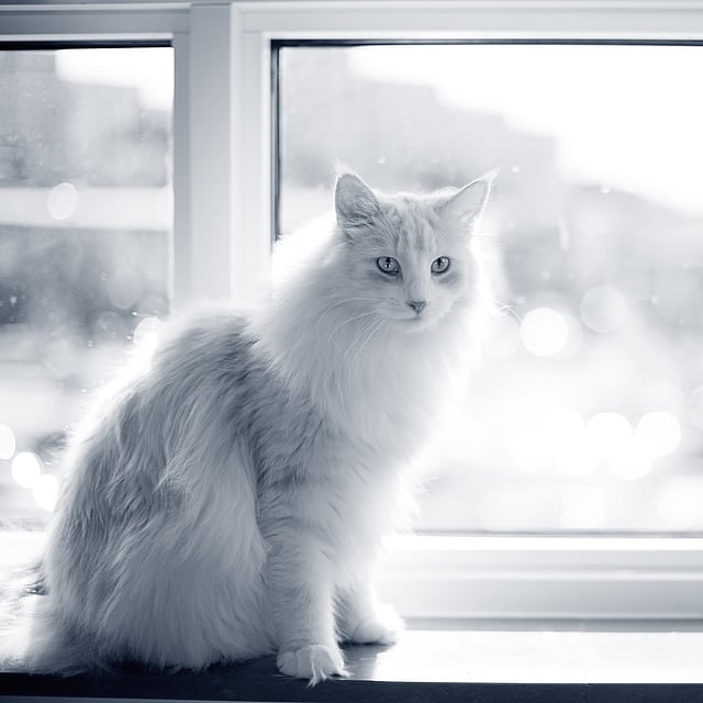 Un gatto seduto sul davanzale di una finestra.