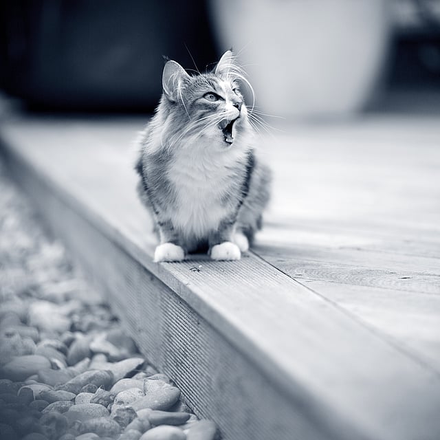 Un gatto seduto su una superficie di legno.