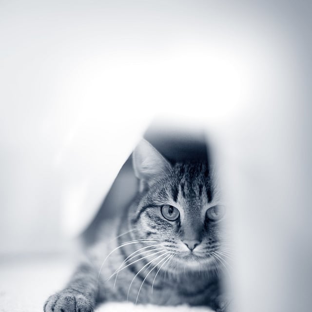 Un gatto sdraiato sul pavimento.
