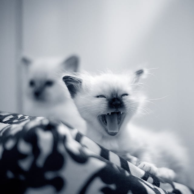 Un gatto che sbadiglia su una coperta.