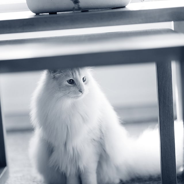 Un gatto seduto sotto un tavolo.