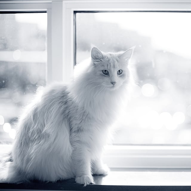 Un gatto seduto sul davanzale di una finestra.