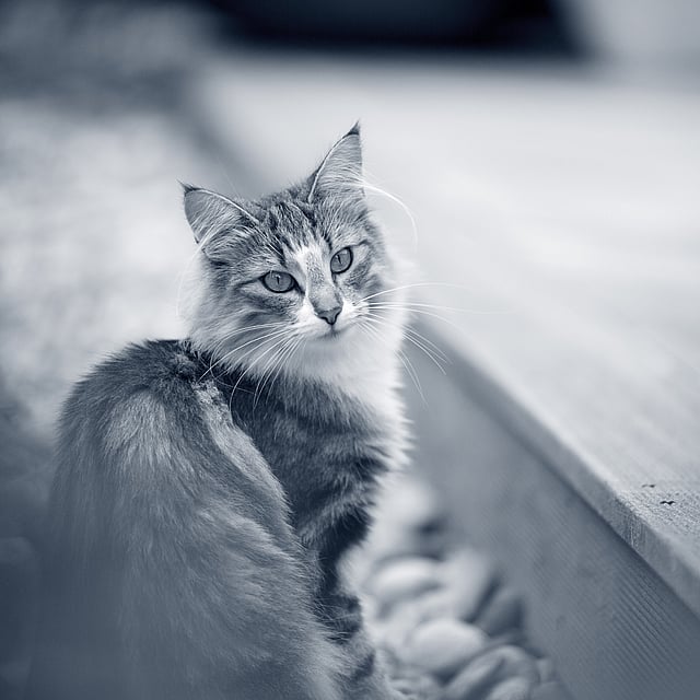 Un gatto seduto su un ponte di legno.