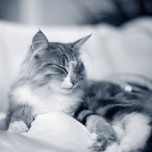 Una persona sdraiata su un divano con un gatto.