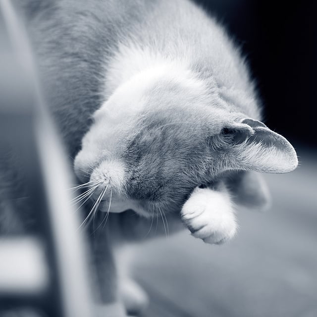 Un gatto con la zampa sul muso.