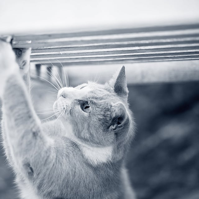 Un gatto che si arrampica su una panchina.
