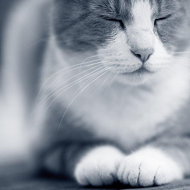 Un primo piano di un gatto.