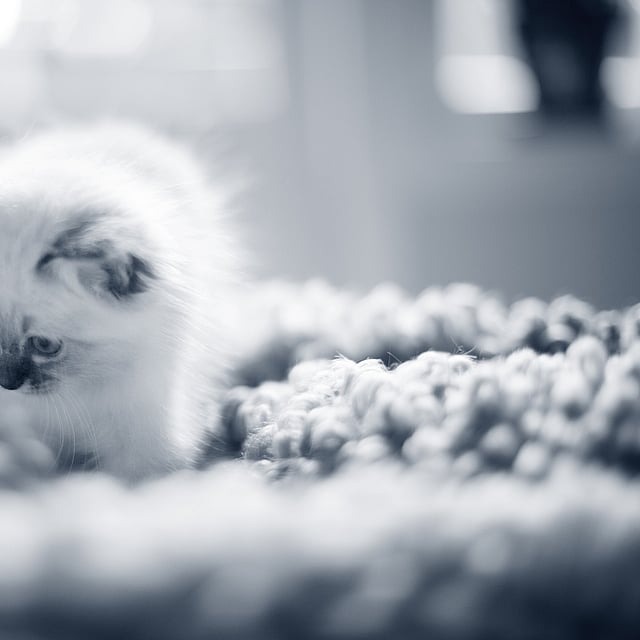Un piccolo gattino su una coperta.